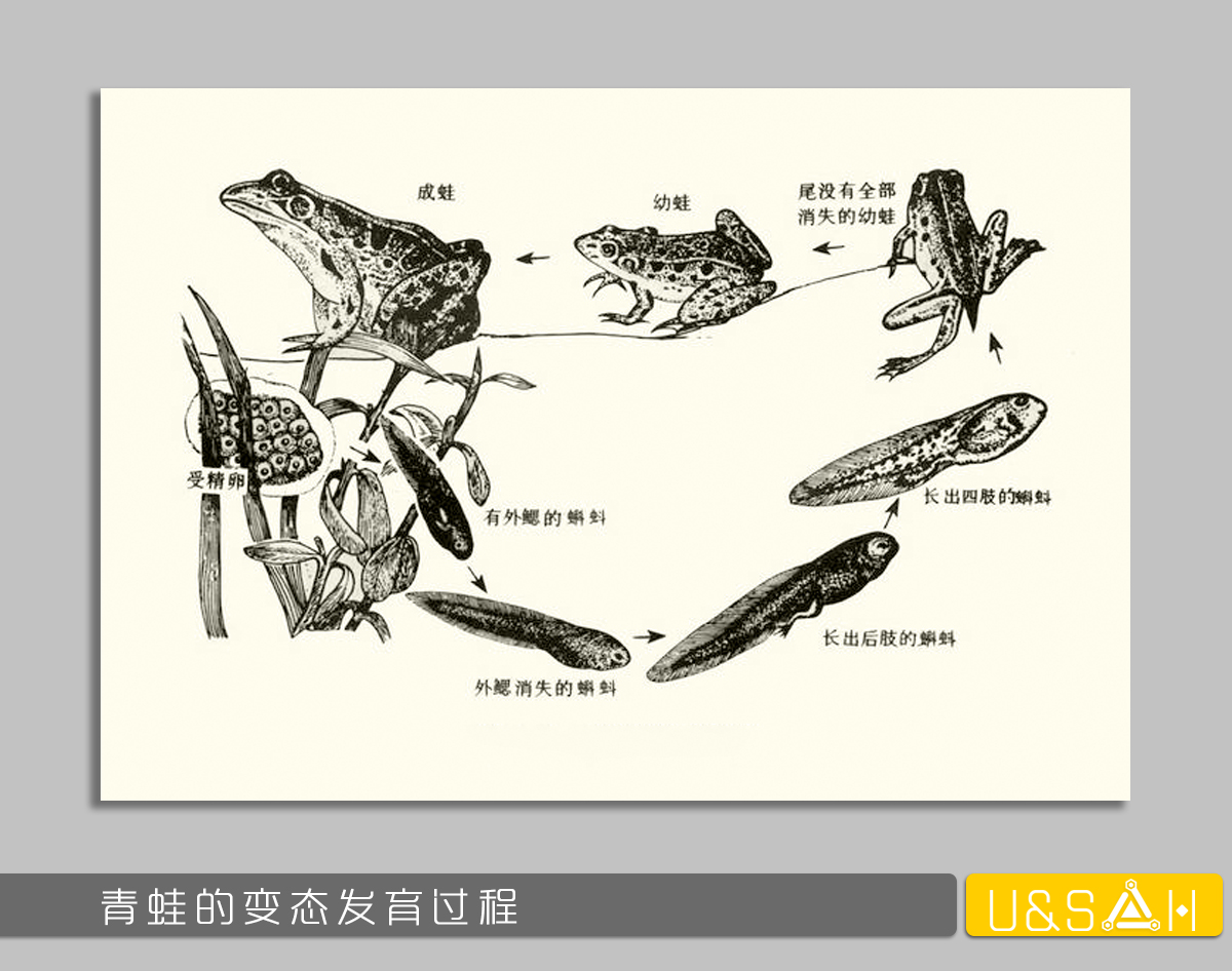 世間最變態(tài)的生物是什么？是蝴蝶！最殘忍的生物呢？還是蝴蝶