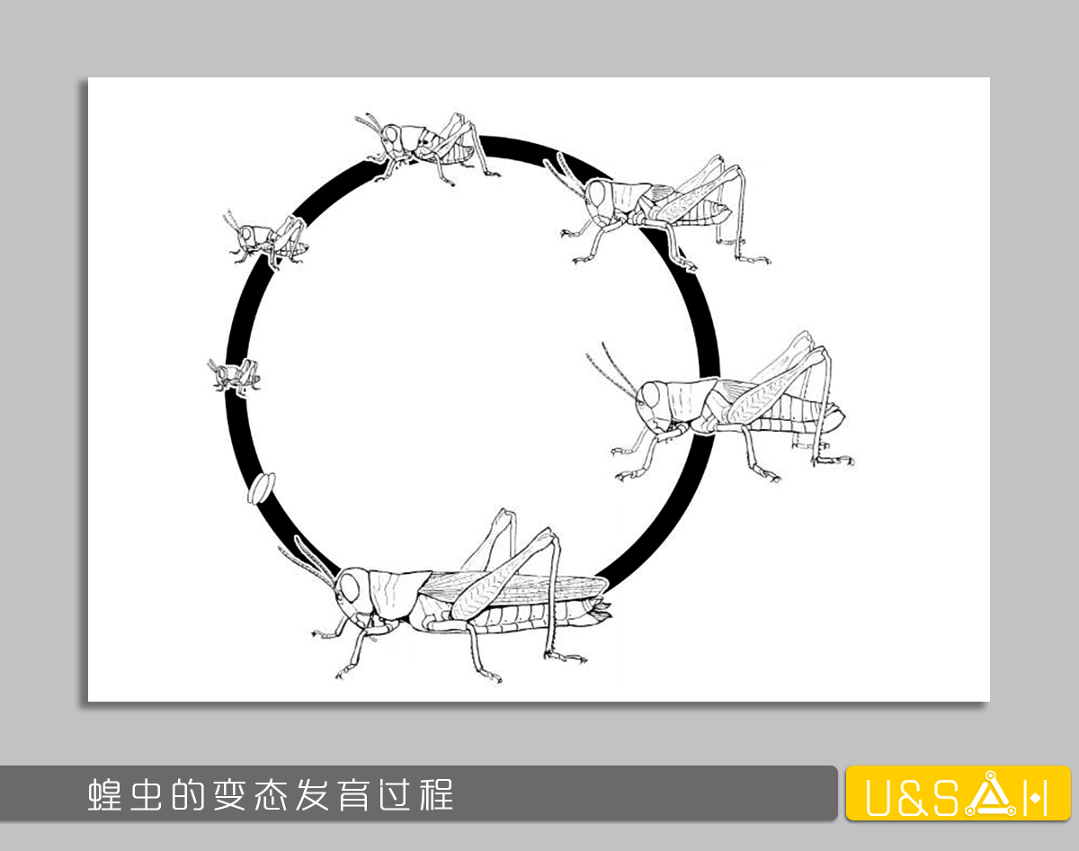 世間最變態(tài)的生物是什么？是蝴蝶！最殘忍的生物呢？還是蝴蝶