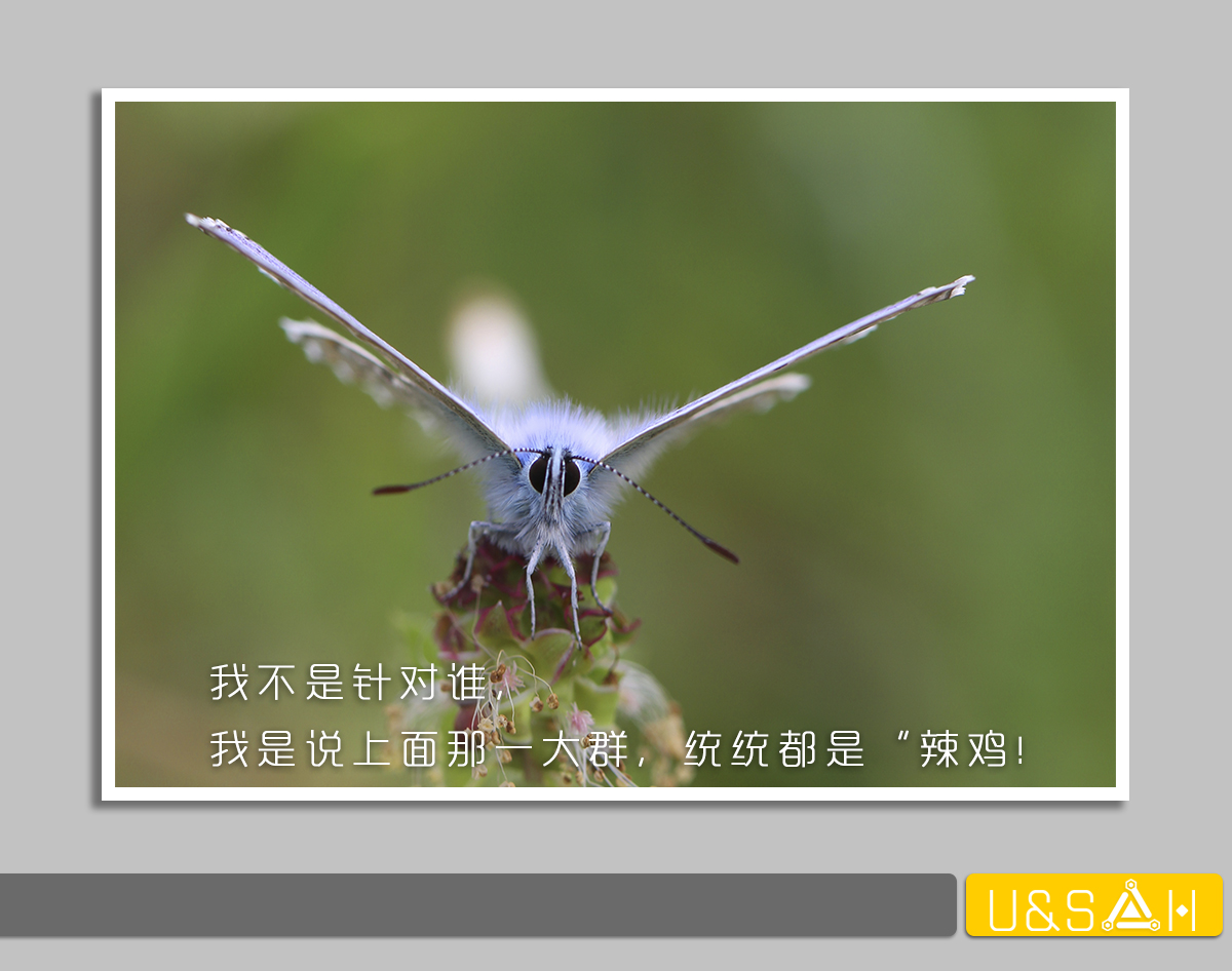 世間最變態(tài)的生物是什么？是蝴蝶！最殘忍的生物呢？還是蝴蝶