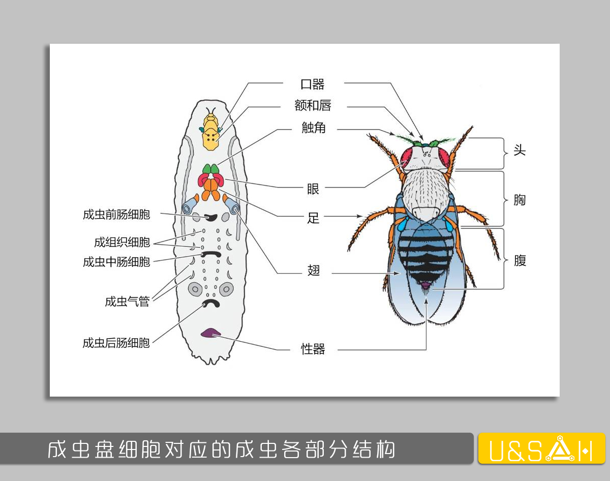 世間最變態(tài)的生物是什么？是蝴蝶！最殘忍的生物呢？還是蝴蝶