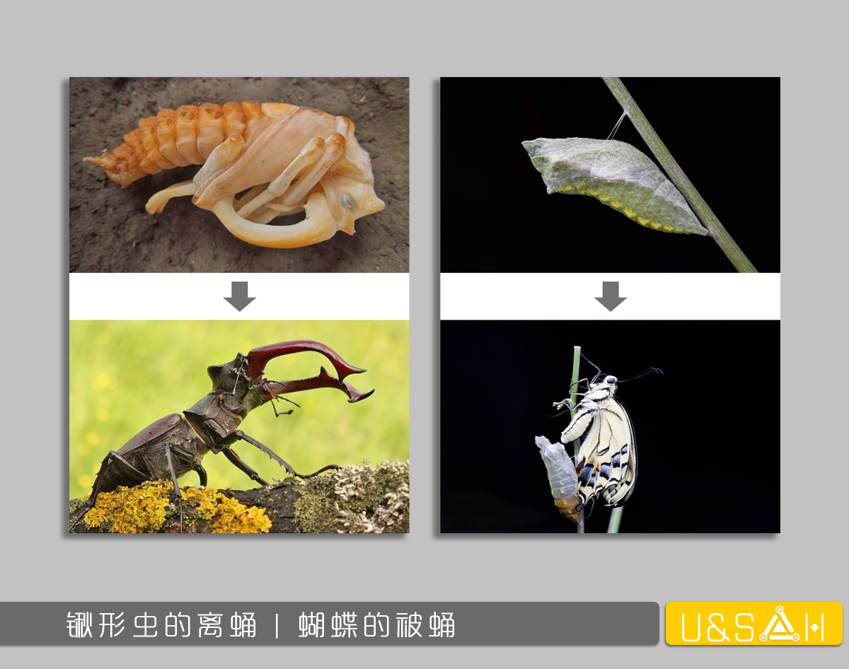 世間最變態(tài)的生物是什么？是蝴蝶！最殘忍的生物呢？還是蝴蝶