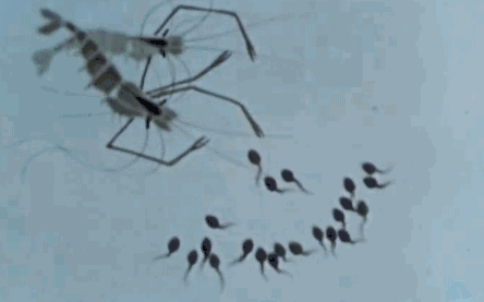 世間最變態(tài)的生物是什么？是蝴蝶！最殘忍的生物呢？還是蝴蝶