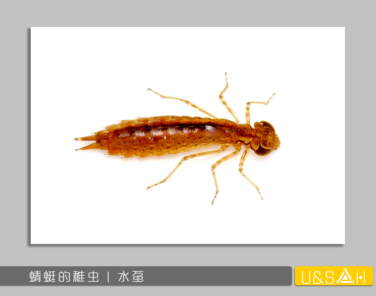 世間最變態(tài)的生物是什么？是蝴蝶！最殘忍的生物呢？還是蝴蝶