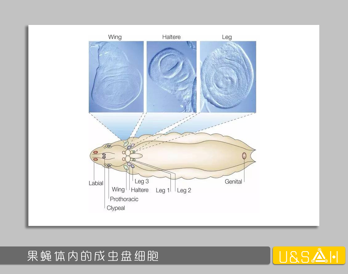 世間最變態(tài)的生物是什么？是蝴蝶！最殘忍的生物呢？還是蝴蝶