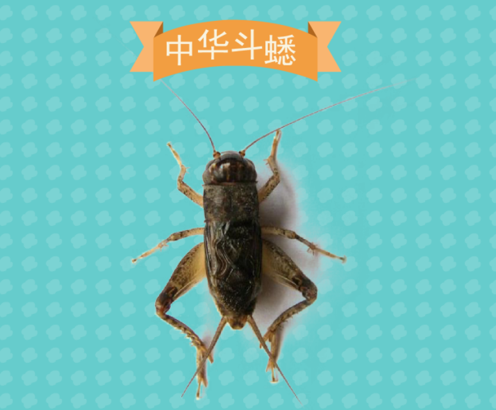 從古至今地位最高的昆蟲，它深受皇帝的喜愛，價(jià)比黃金