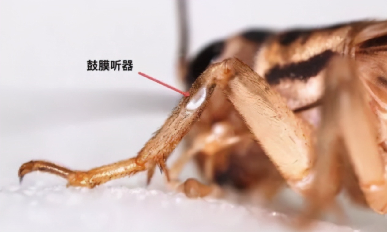 從古至今地位最高的昆蟲，它深受皇帝的喜愛，價(jià)比黃金