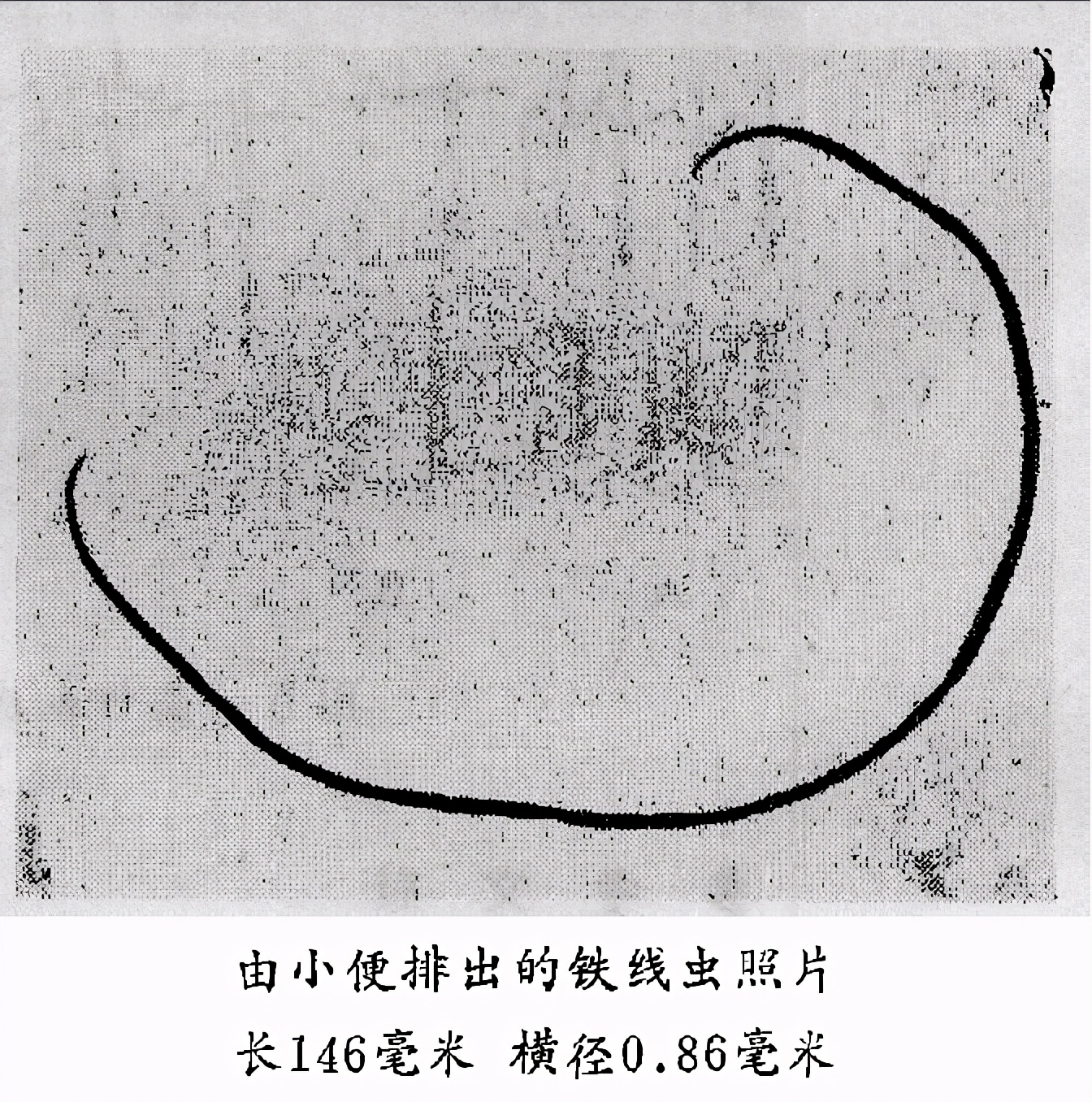 鐵線蟲來襲，能操縱螳螂“自殺”的寄生蟲，能否控制人類？