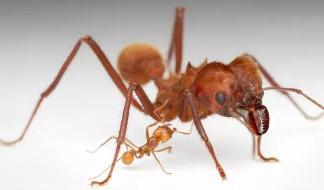蟻后死亡后，蟻群如何運(yùn)轉(zhuǎn)？改朝換代還是走向滅亡？