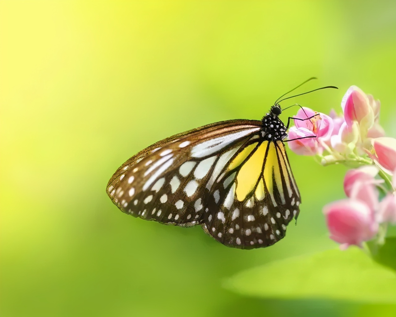 你對(duì)這些觀賞性昆蟲了解多少？