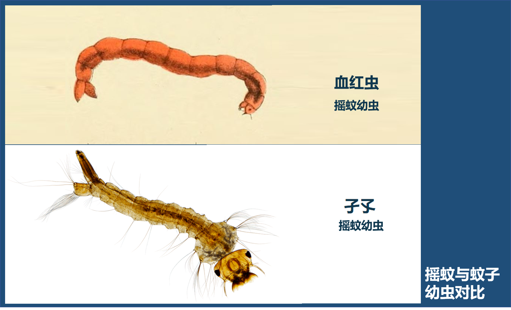 比蚊子還可怕的“蚊子”，密密麻麻在你頭上盤(pán)旋，被咬還奇癢無(wú)比