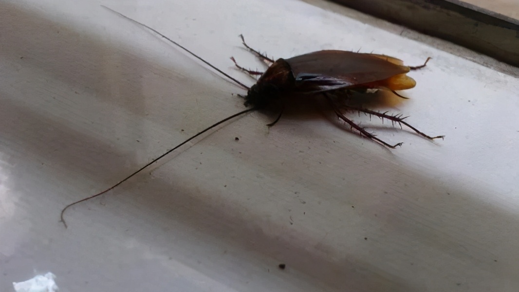 有害生物的冷知識，看看你知道幾個？