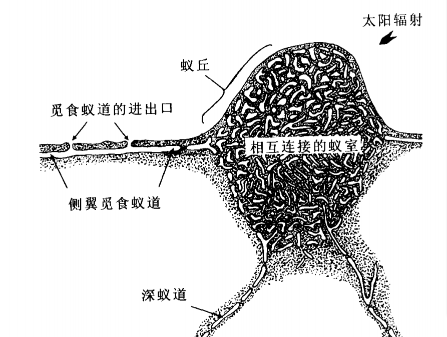 為什么紅火蟻會被中國列為“最危險入侵物種”？