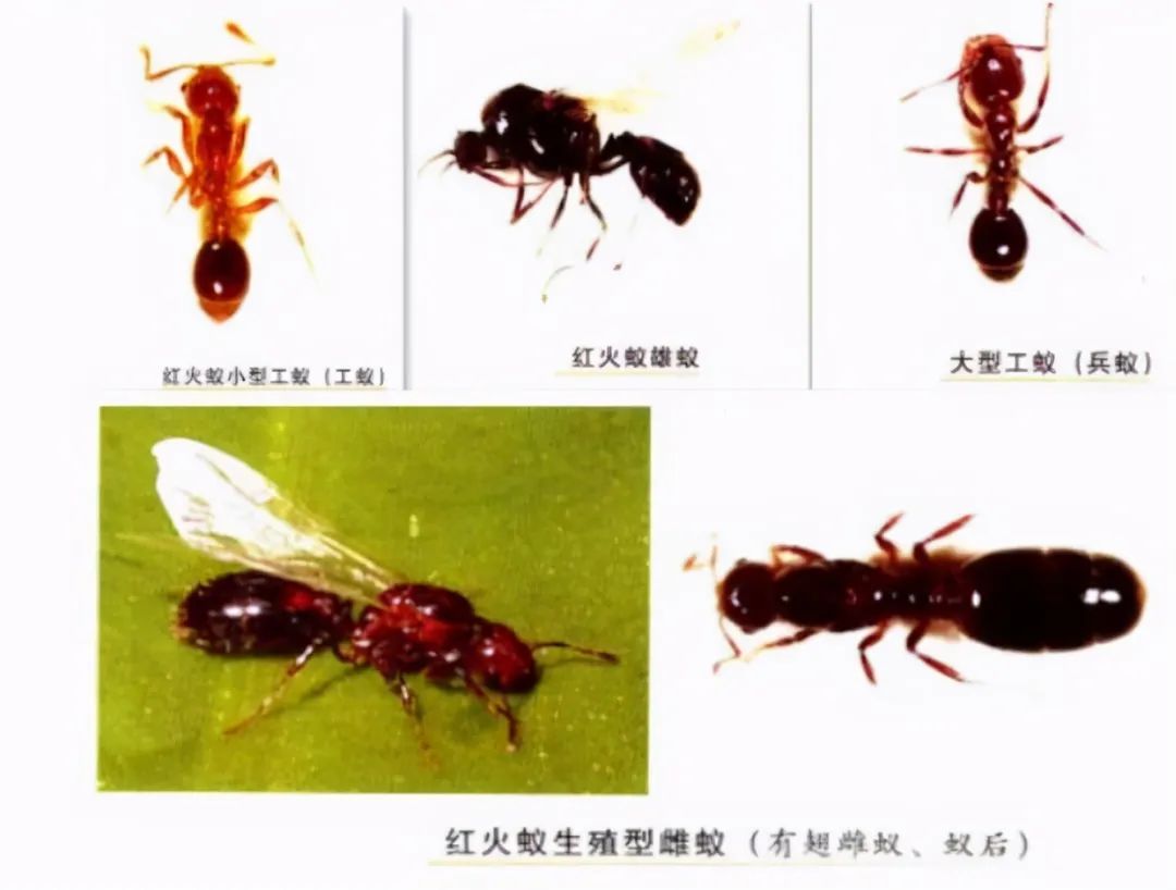 為什么紅火蟻會被中國列為“最危險入侵物種”？