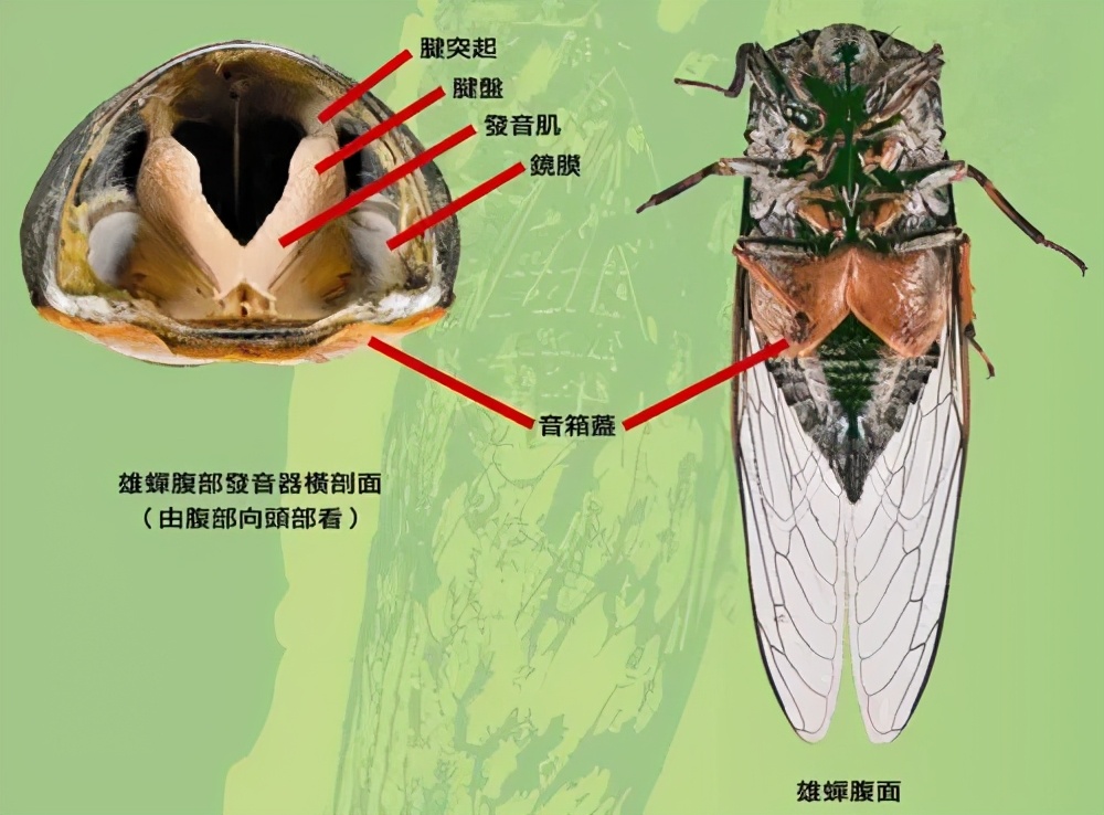為什么天越熱，蟬叫得越厲害？原來(lái)是這個(gè)原因