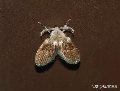 衛(wèi)生間里的小飛蟲究竟是什么蟲？說了它們的出身，許多人都想吐