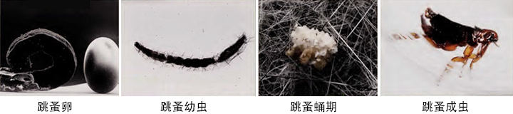 小小跳蚤卻擁有超大能力，還曾經(jīng)改變過歷史？