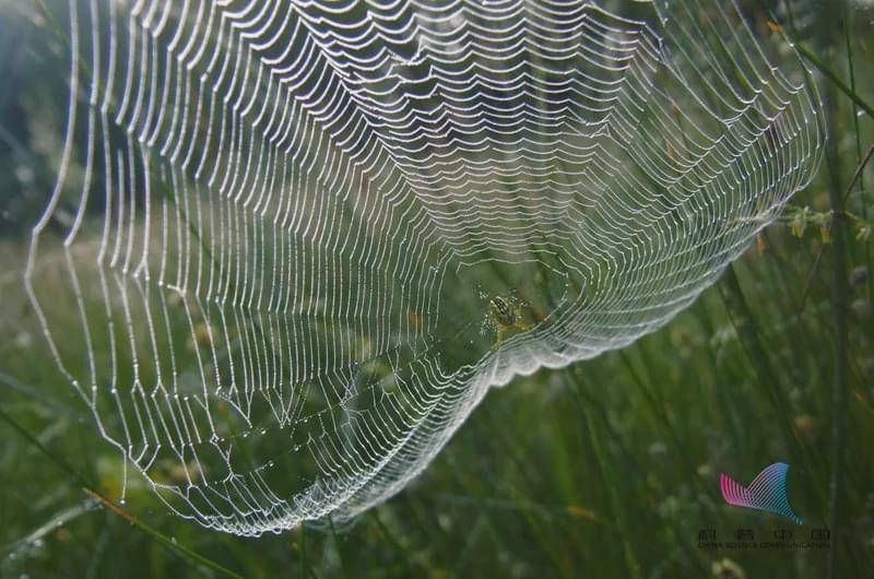 當洪水來襲，動物們都是如何逃生的？螞蟻的"獨門秘籍"竟是…