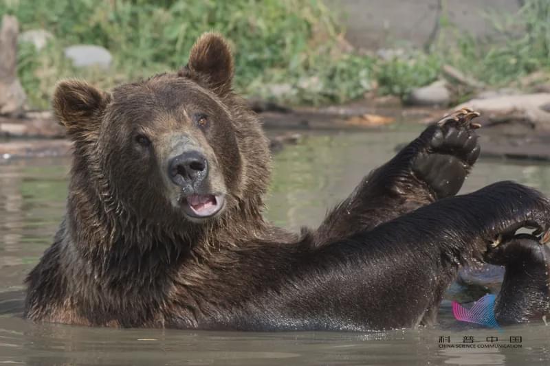 當洪水來襲，動物們都是如何逃生的？螞蟻的"獨門秘籍"竟是…