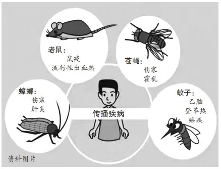 洪澇災(zāi)害過后蟲鼠泛濫？怎么防蚊蟲？怎么防鼠滅鼠？