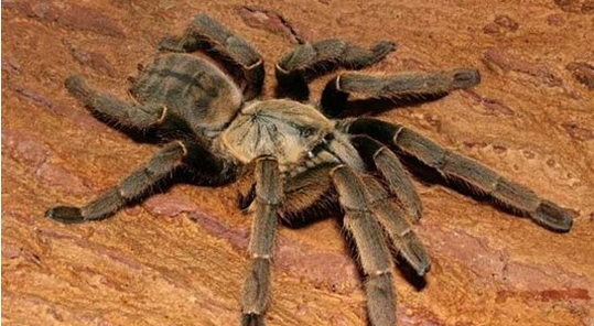 虎紋捕鳥蛛憑什么叫“世界毒王”，是蜘蛛毒比蛇毒更可怕嗎？