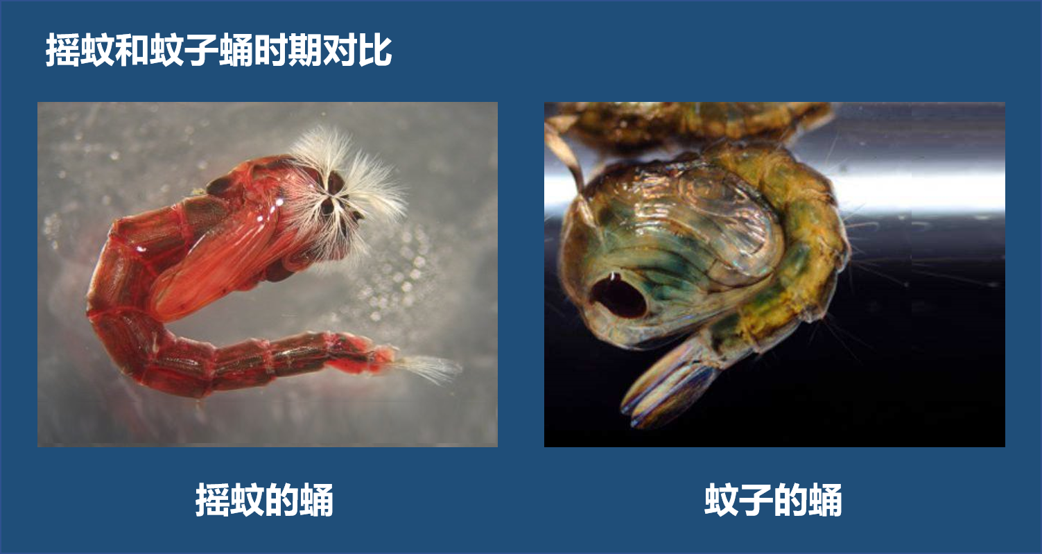 頭頂?shù)摹拔米尤Α?，竟是搖蚊的“相親大會”，讓人又愛又恨的搖蚊
