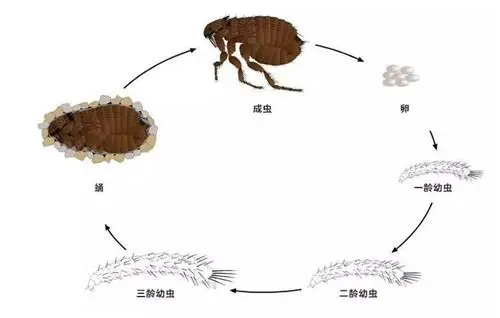 家中看不見的跳蚤哪里來的？要怎么處理？