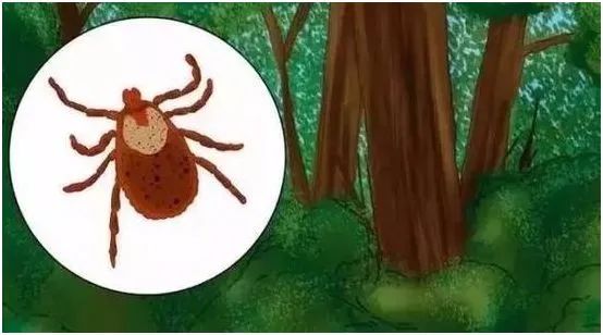 家中的小孩被蜱蟲咬了怎么辦？如何對付蜱蟲？