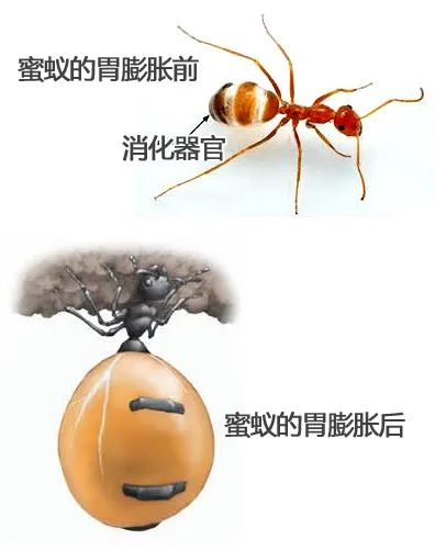 自殺式儲(chǔ)存食物的螞蟻你見(jiàn)過(guò)嗎？肚子大的像一個(gè)個(gè)晶瑩剔透的葡萄