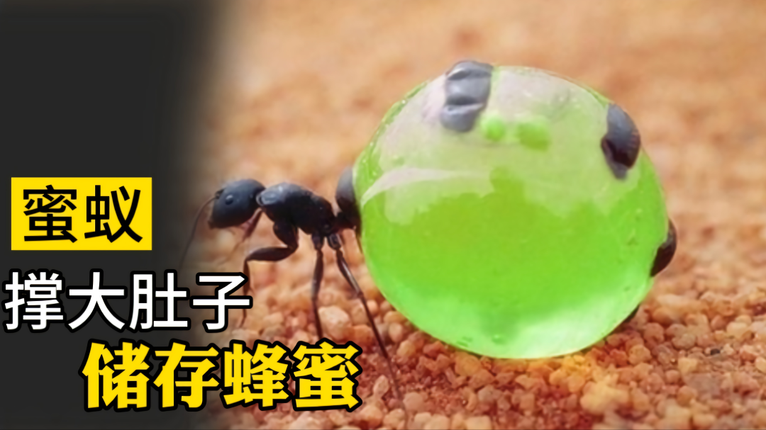 自殺式儲(chǔ)存食物的螞蟻你見(jiàn)過(guò)嗎？肚子大的像一個(gè)個(gè)晶瑩剔透的葡萄