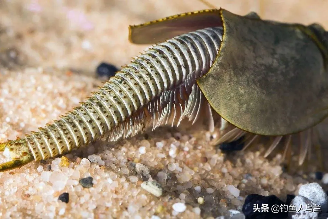 擁有3億年歷史的生物，熬過了生物大滅絕的“三眼恐龍蝦”