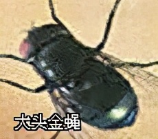 大強蟲控：常見的家庭蟲害 您家里有哪幾種？