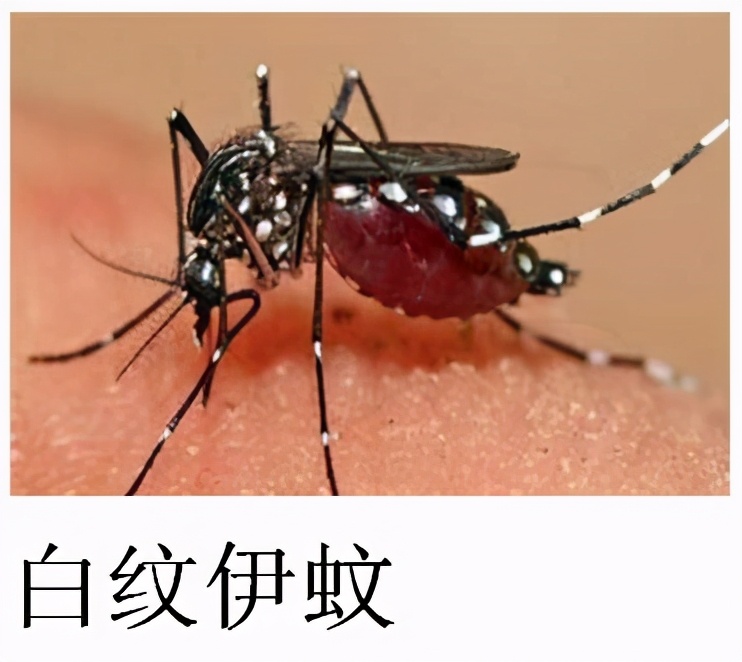 大強蟲控：常見的家庭蟲害 您家里有哪幾種？