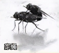 大強蟲控：常見的家庭蟲害 您家里有哪幾種？
