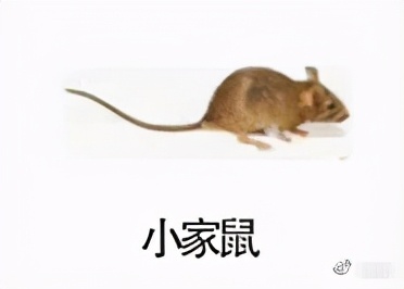 大強蟲控：常見的家庭蟲害 您家里有哪幾種？
