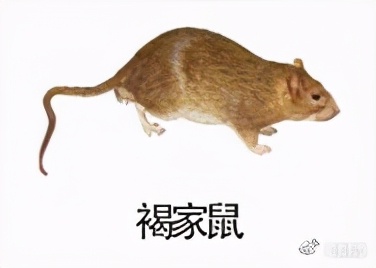 大強蟲控：常見的家庭蟲害 您家里有哪幾種？