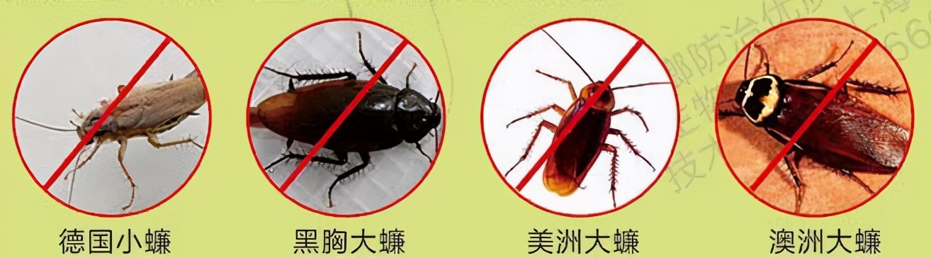 大強蟲控：常見的家庭蟲害 您家里有哪幾種？