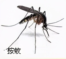 大強蟲控：常見的家庭蟲害 您家里有哪幾種？