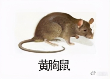 大強蟲控：常見的家庭蟲害 您家里有哪幾種？