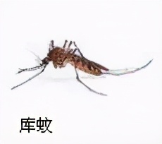 大強蟲控：常見的家庭蟲害 您家里有哪幾種？