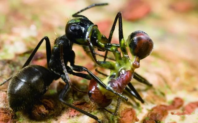 “自我爆炸”換取族群生存，集體高于一切，爆炸螞蟻的舍生取義