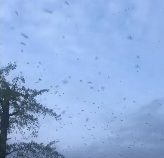 太反常了！四川德陽(yáng)出現(xiàn)大量蝙蝠，黑壓壓一片，是災(zāi)難前兆嗎？