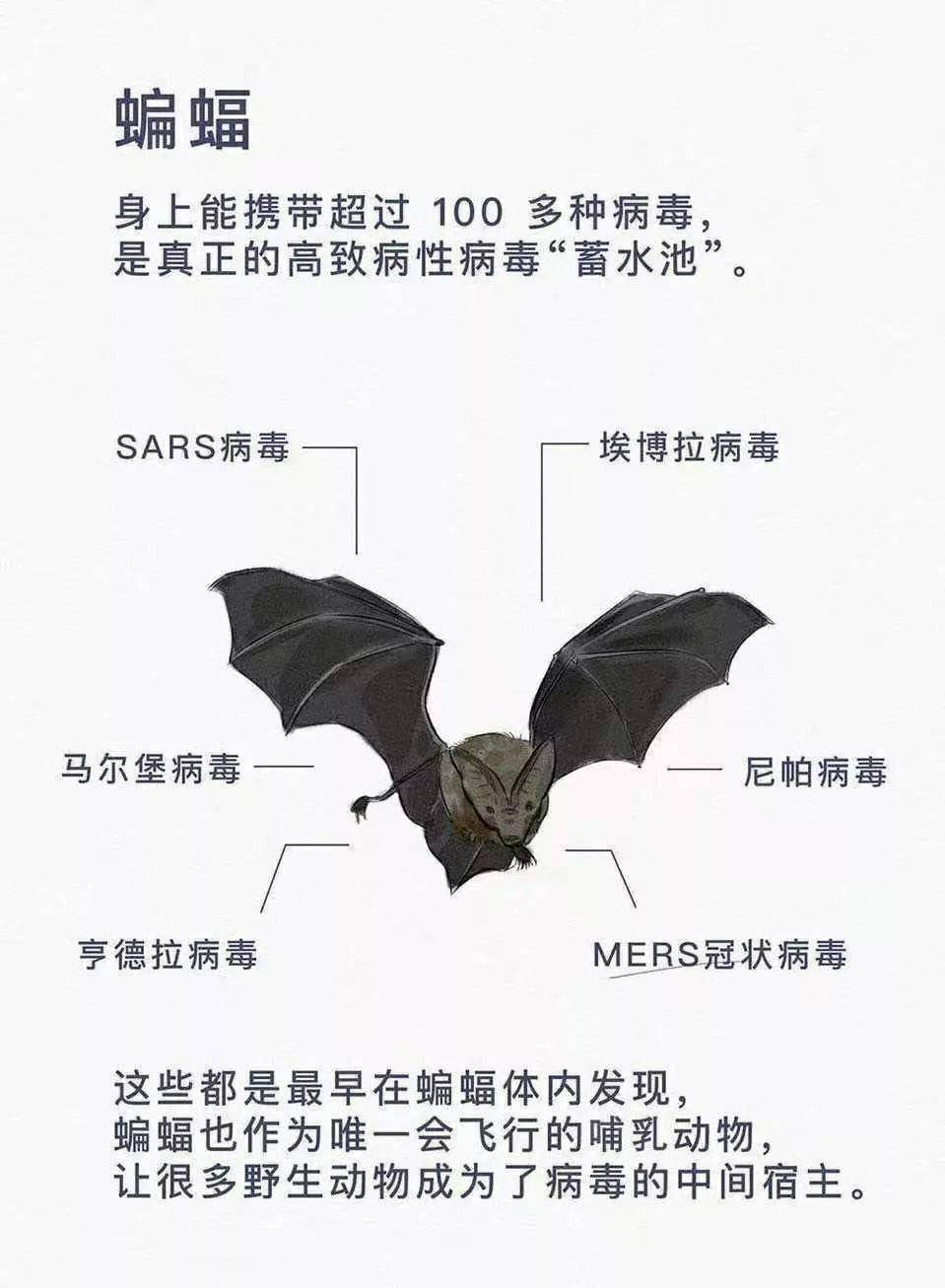 太反常了！四川德陽(yáng)出現(xiàn)大量蝙蝠，黑壓壓一片，是災(zāi)難前兆嗎？