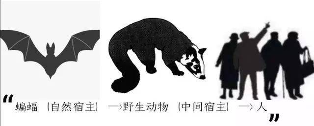 太反常了！四川德陽(yáng)出現(xiàn)大量蝙蝠，黑壓壓一片，是災(zāi)難前兆嗎？