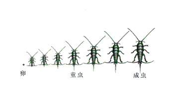 房屋內(nèi)的蟲子之衣魚，愛啃食書籍，在圖書、谷類和衣服中均可發(fā)現(xiàn)