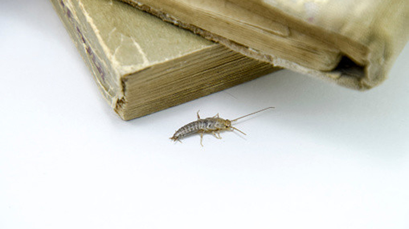 房屋內(nèi)的蟲子之衣魚，愛啃食書籍，在圖書、谷類和衣服中均可發(fā)現(xiàn)
