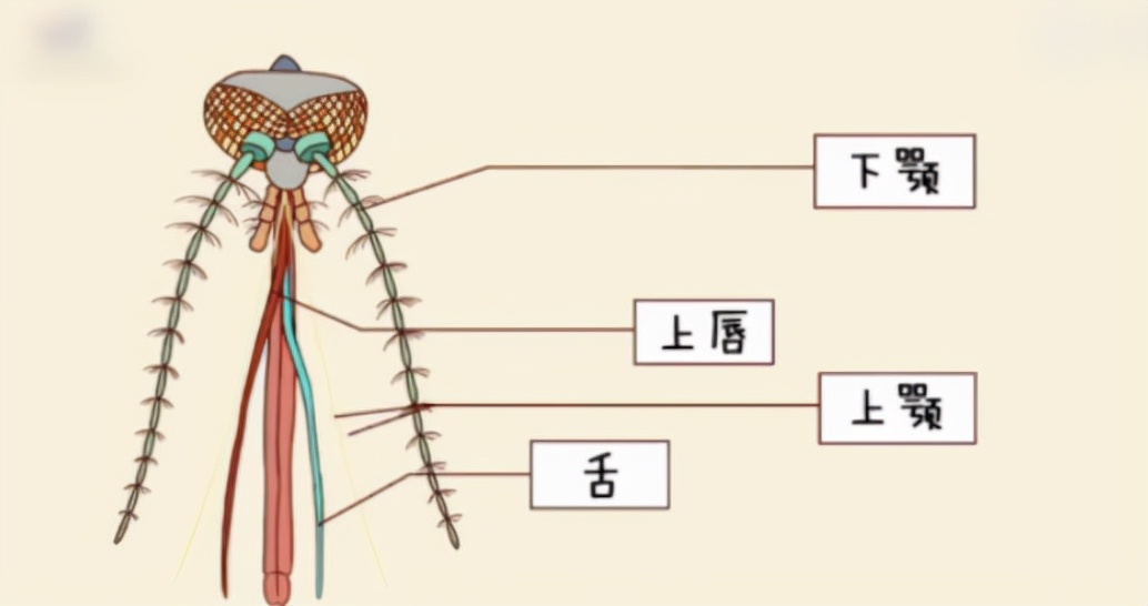 蚊子本身有血液?jiǎn)?？吸血竟不是為了填飽肚? class=