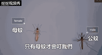 蚊子本身有血液?jiǎn)幔课共皇菫榱颂铒柖亲? class=