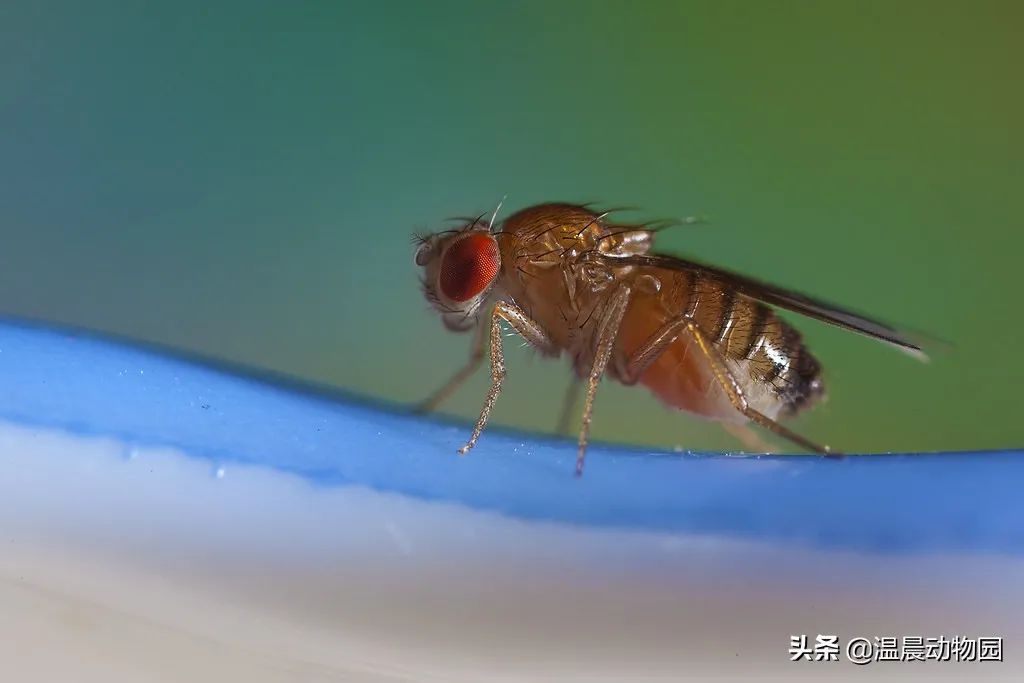 夏天放在家里的水果總是有飛蟲，果蠅該如何消滅？