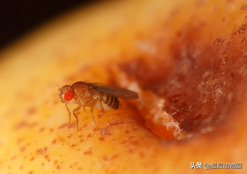 夏天放在家里的水果總是有飛蟲，果蠅該如何消滅？