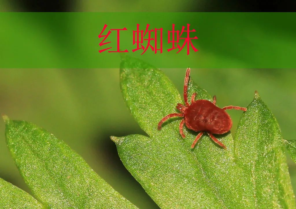 為什么紅蜘蛛難殺死？